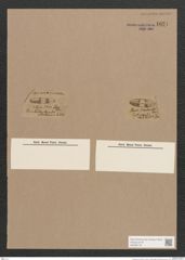 Navicula sp. (de-Toni-Nr.: Genus 1) Zeichnungen Sammlung Grunow Nr. 1621 (NHMW-BOT-W0368178)